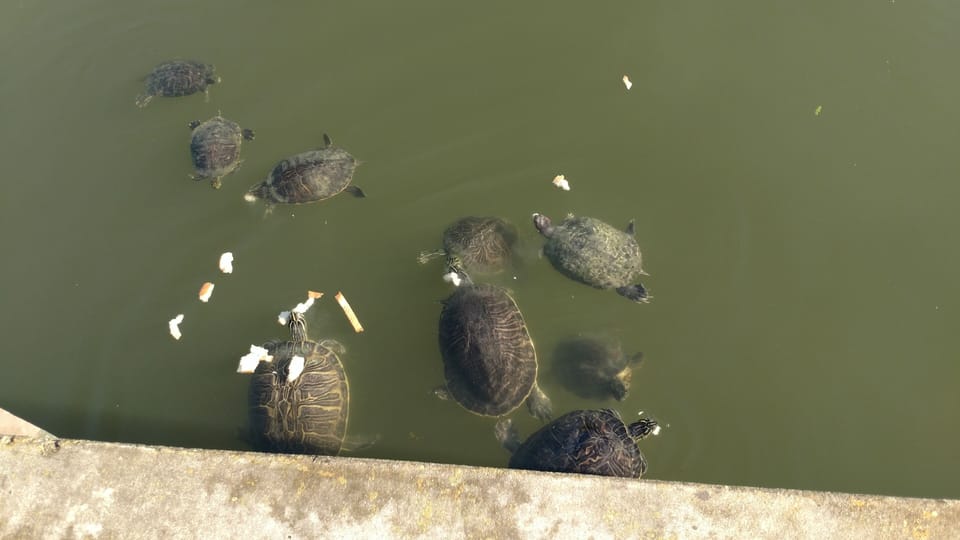 Feeding Turtles and Fish right off of our Dock. They love Bread!