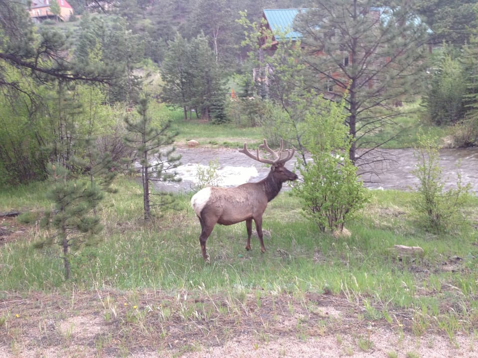 Elk, moose, fox, and an occasional bear are seen in the Village