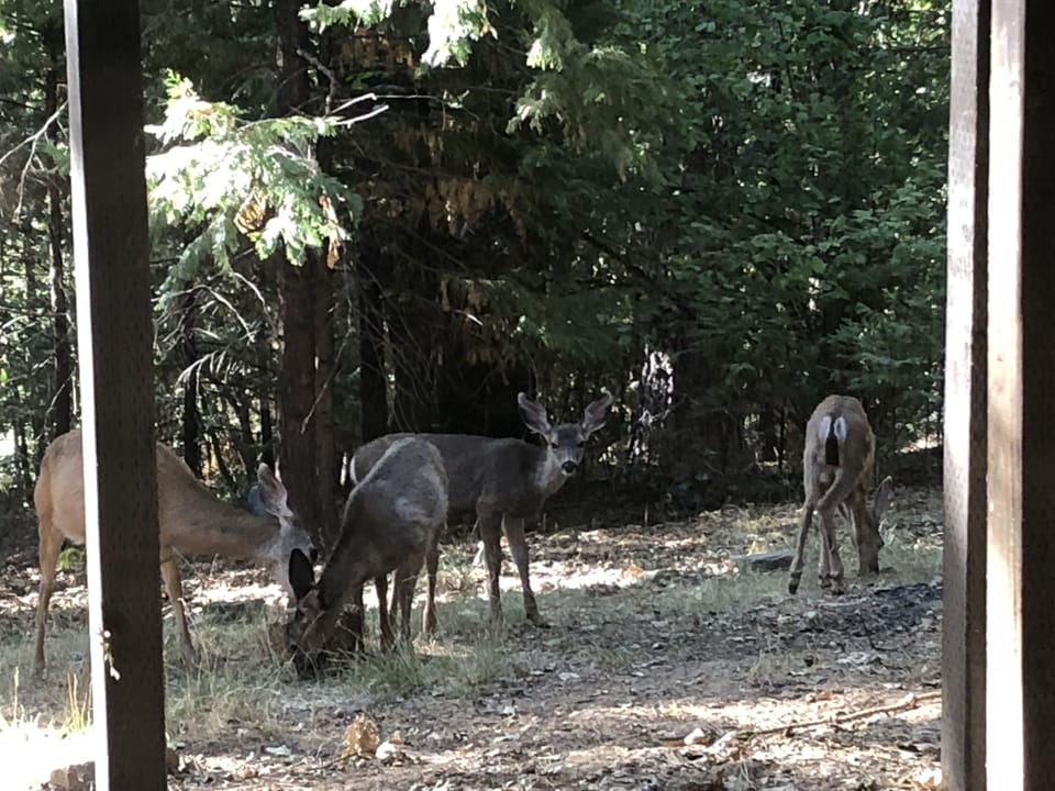 we have deer that visit often!