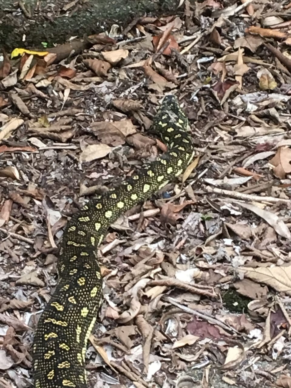 Another friendly local
