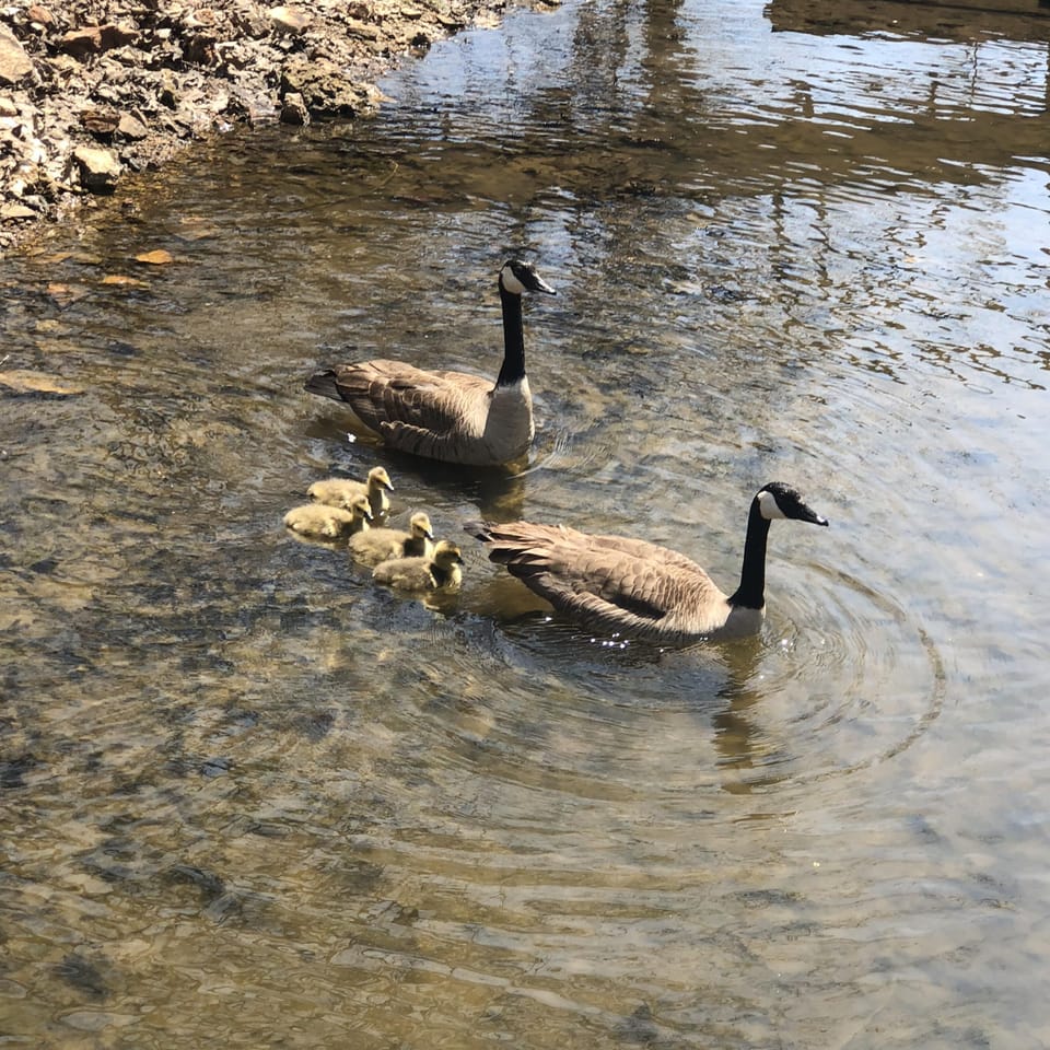 Geese Next to our Boat Dock
