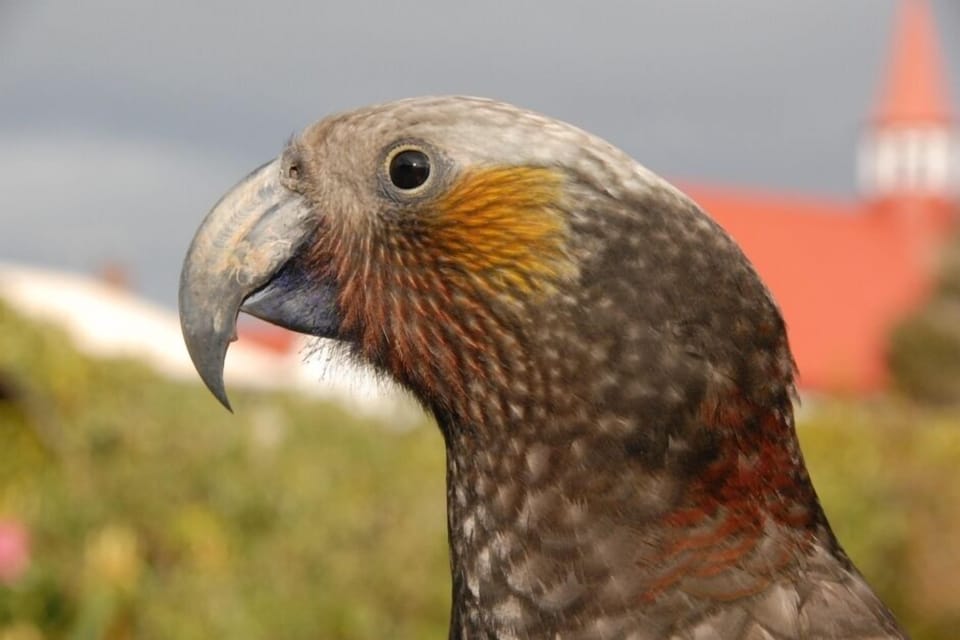 Kaka - a friendly visitor