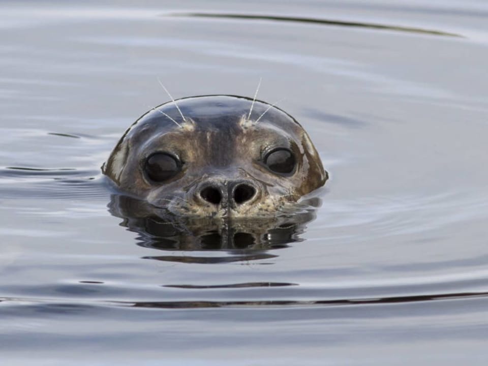 You never know when one of our resident seals will pop up. 