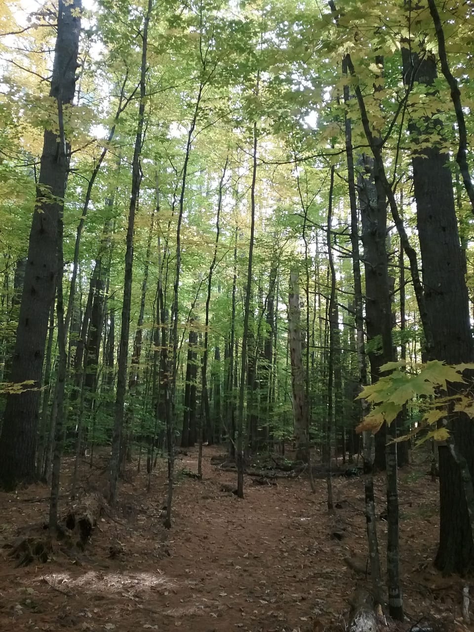 walking trail behind condo