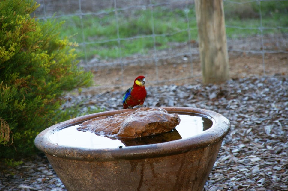 Western rosella (male)