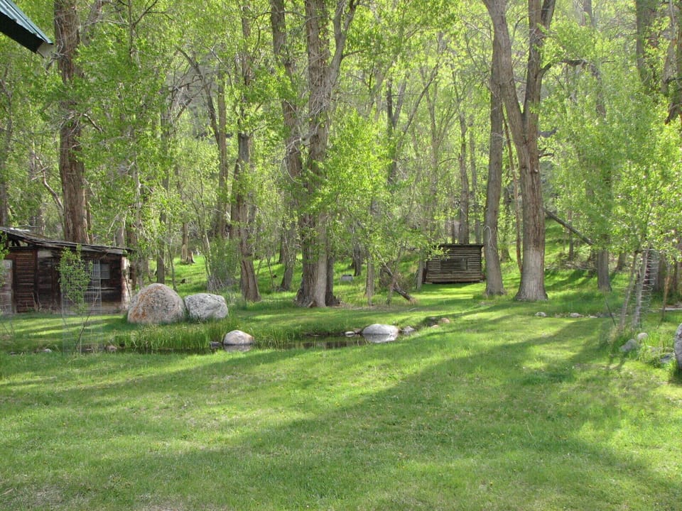 trees and sheds