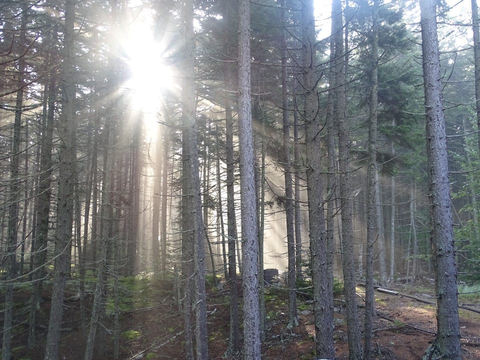 Morning rays