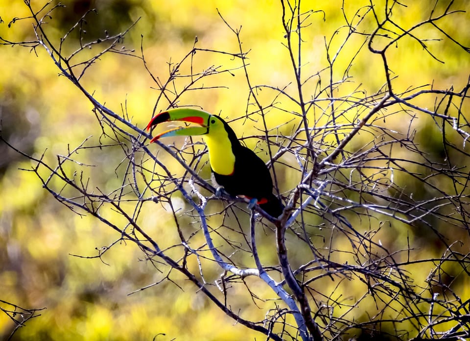 Tucan he come very often and sing a song
