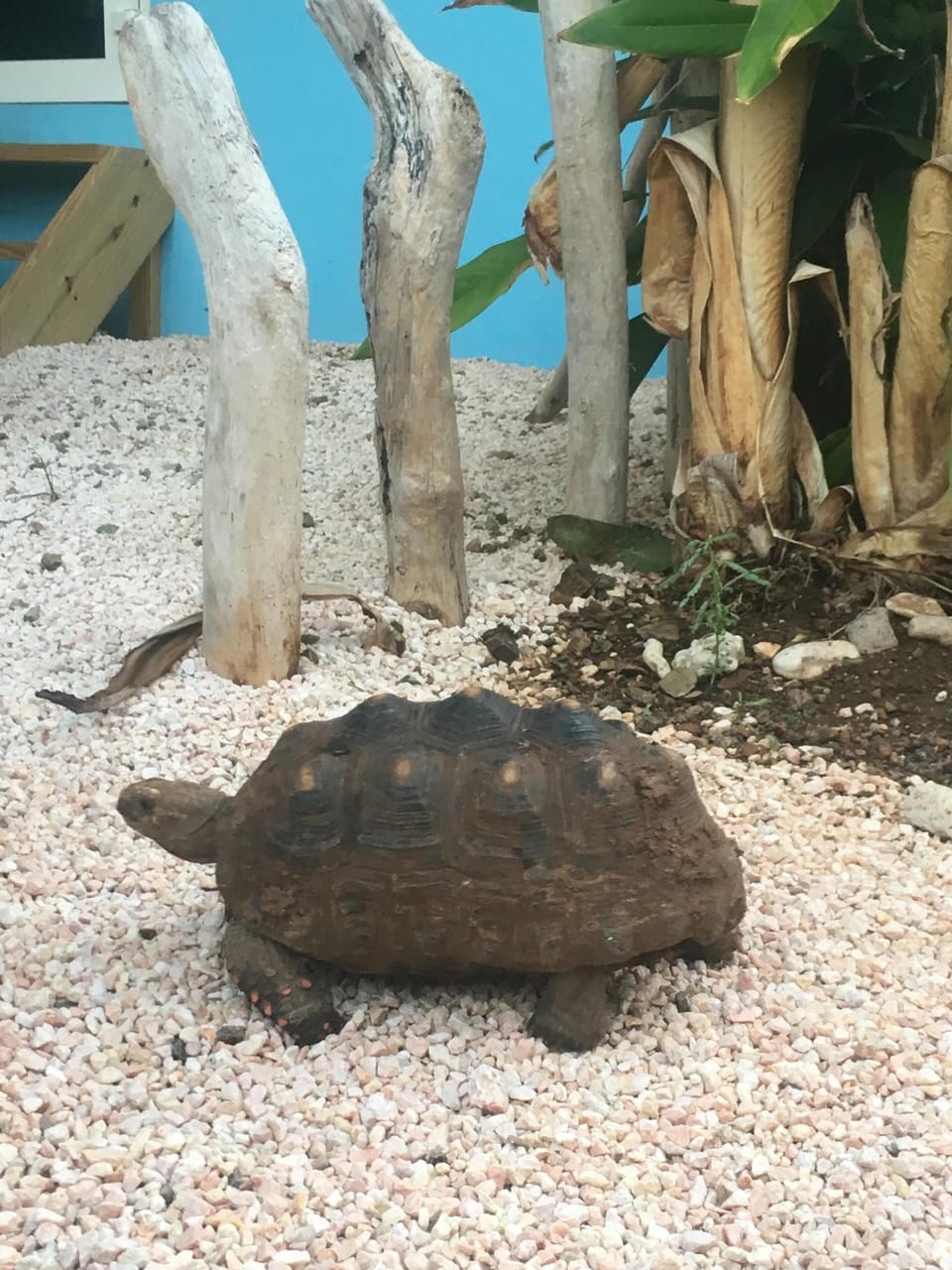 Bob the turtle can walk around. 