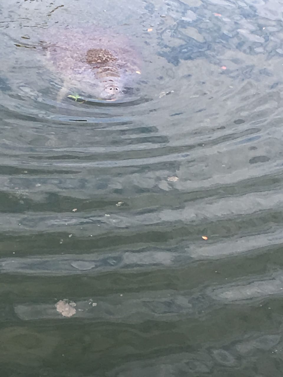 Manatee Viewing Area