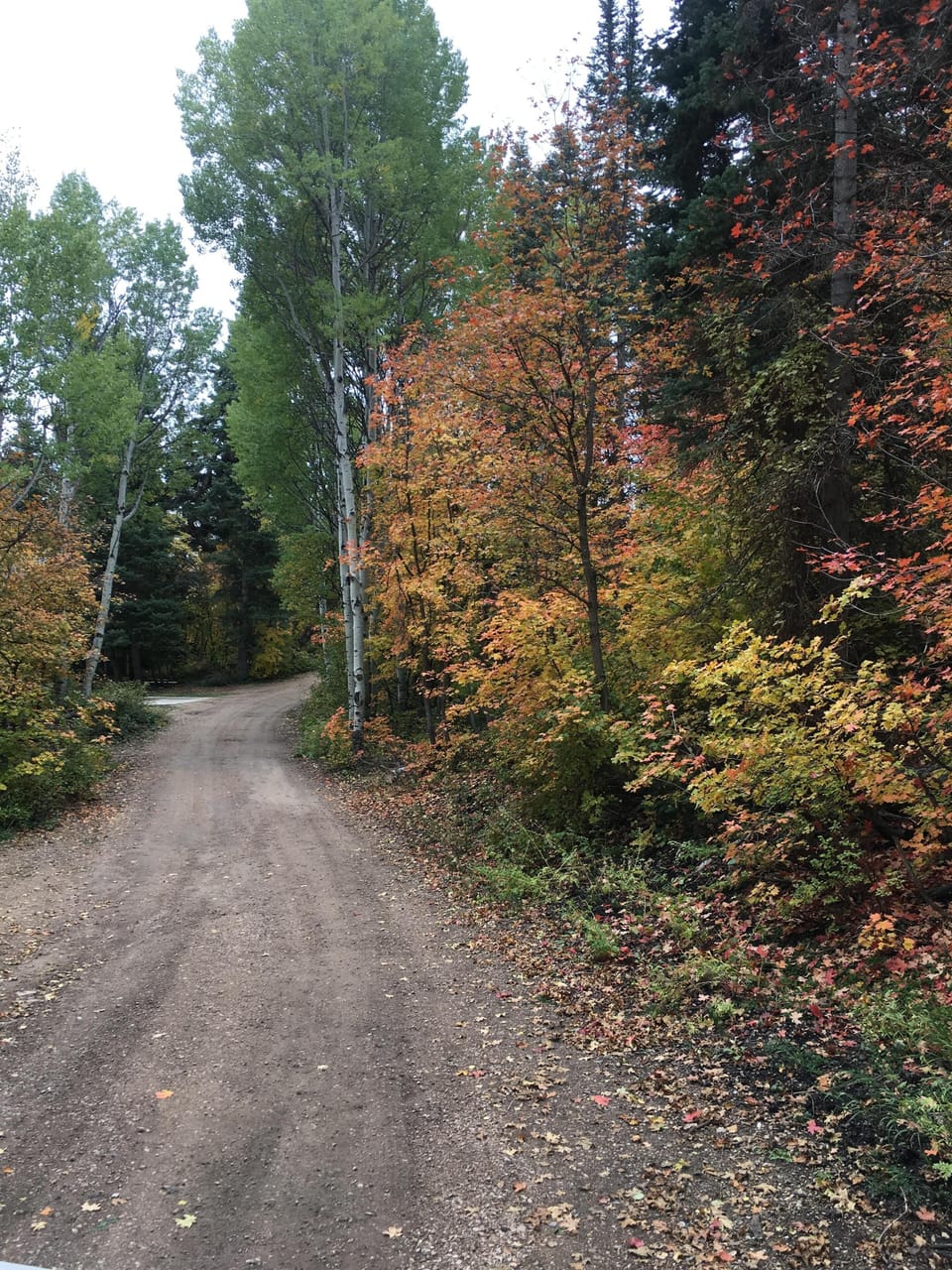 Road to the cabin