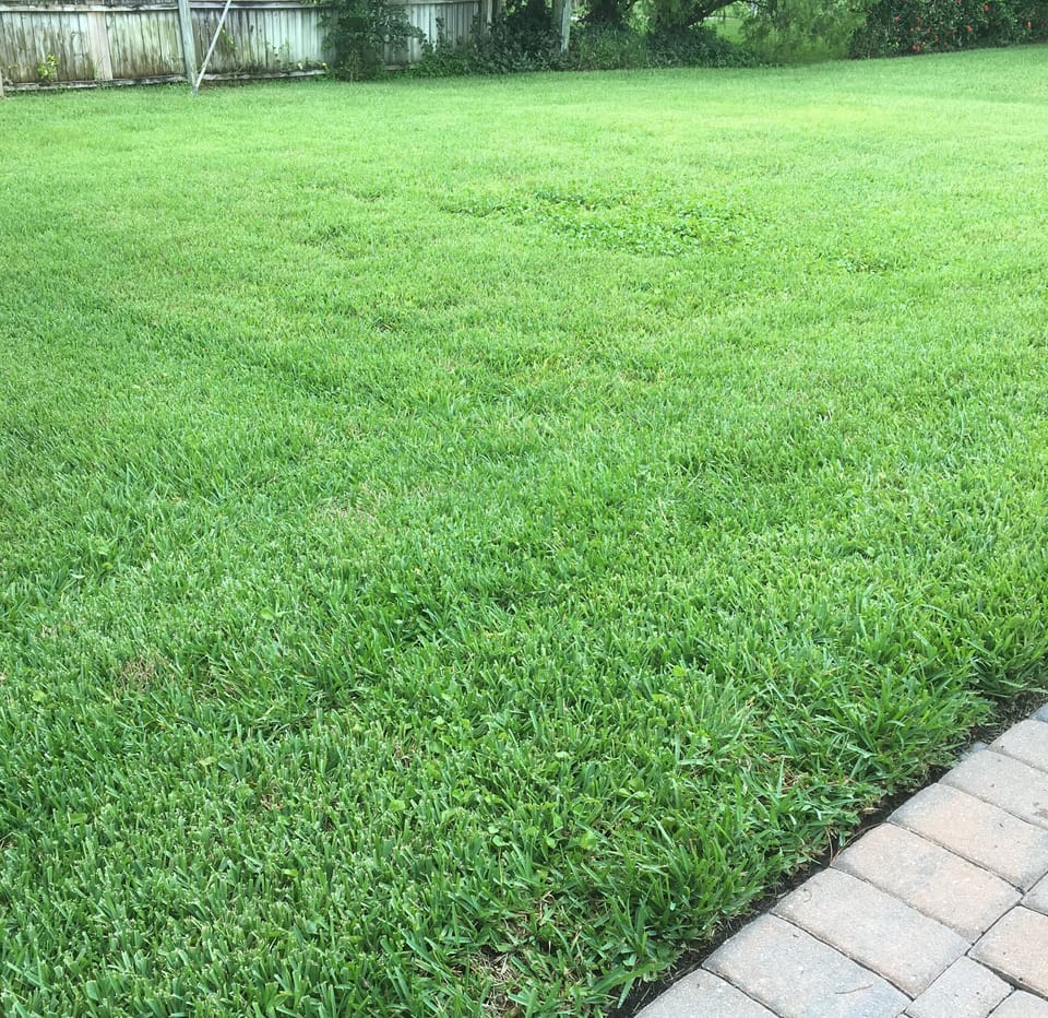 Paver and backyard area