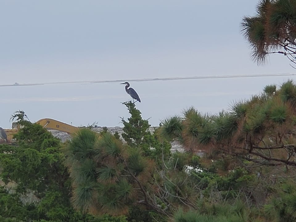 Blue Herion from the upstairs deck