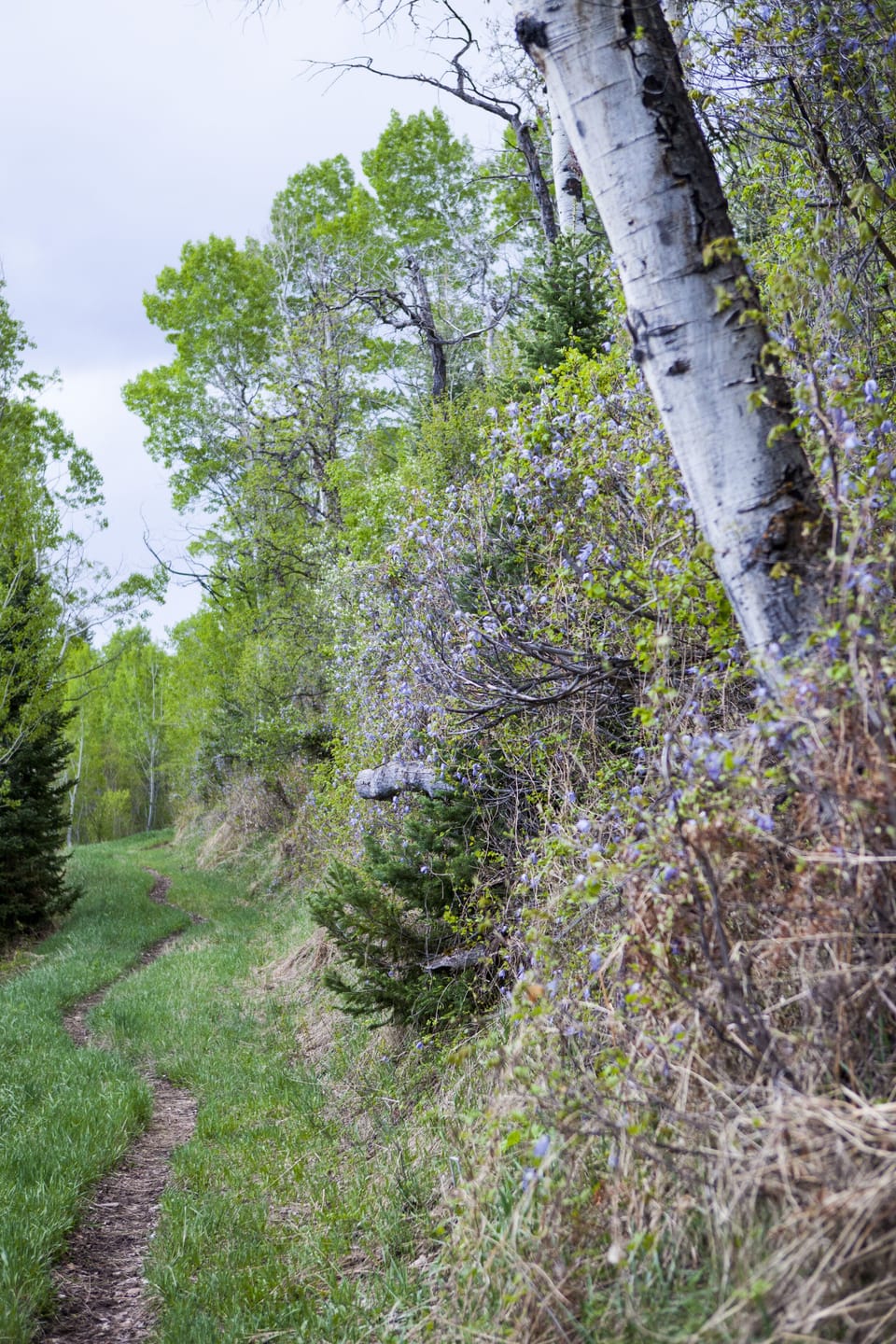 Spring hike to Stewart Falls