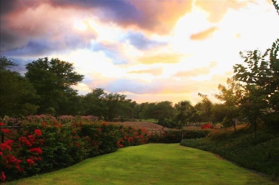Grassy side yard....