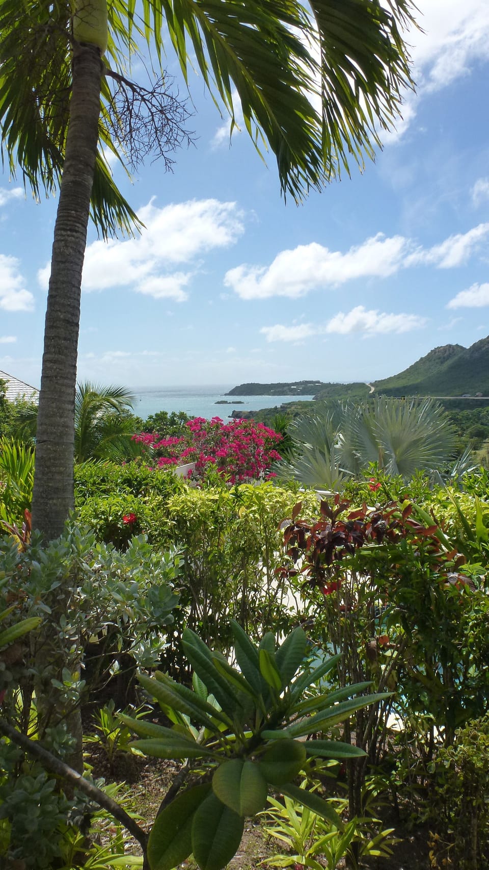 view from garden