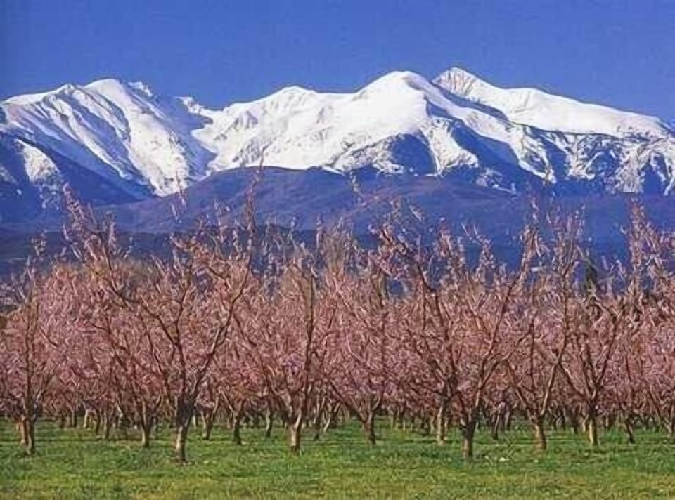Peach trees in bloom, Canigou covered with snow