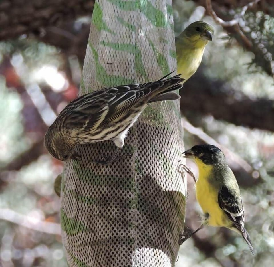 Goldfinches