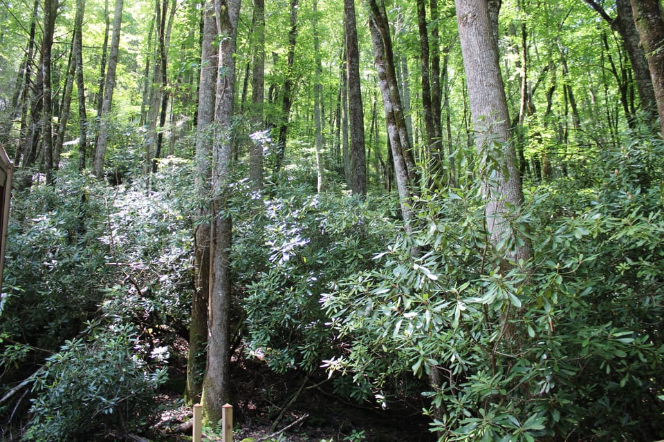 Forest and Rhododendron - Moody Hollow is nestled in the Chattahoochee National Forest which covers over 750,000 acres! The numerous creeks and streams nearby are home to some of the best trout fishing in Georgia as well as one of the greatest number of salamander species on the planet.