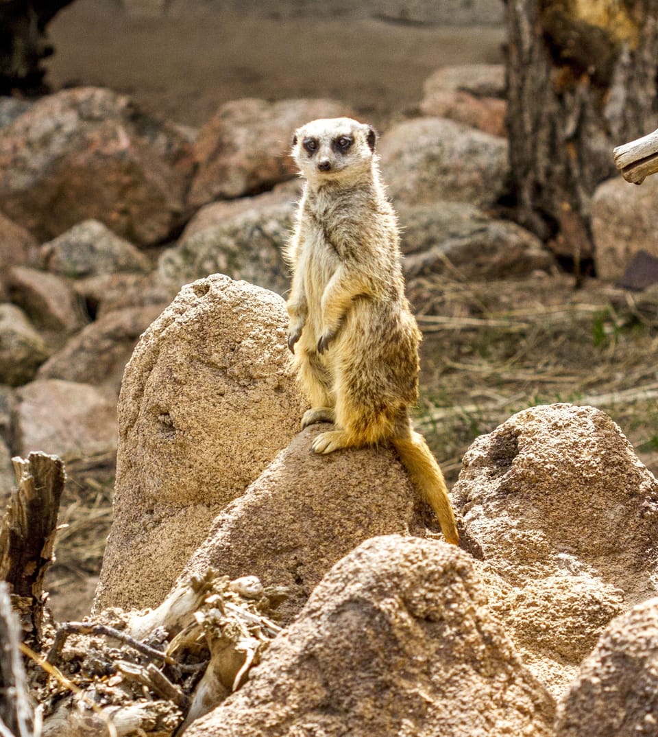 Cheyenne mountain zoo
