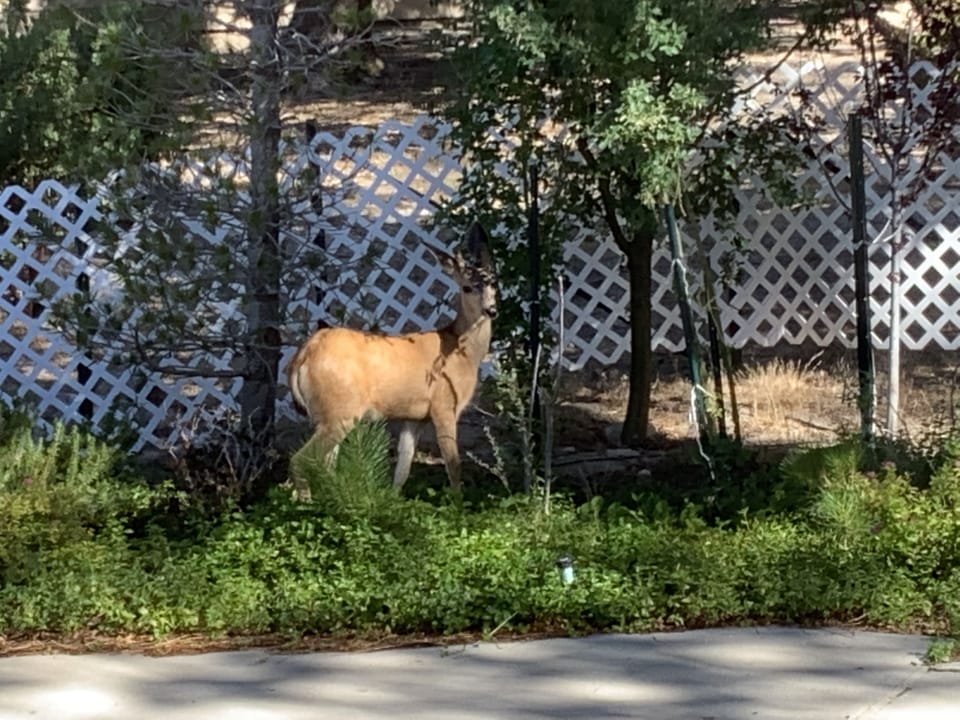 Enjoy local wildlife - deer frequently visit to eat applies from our trees 
