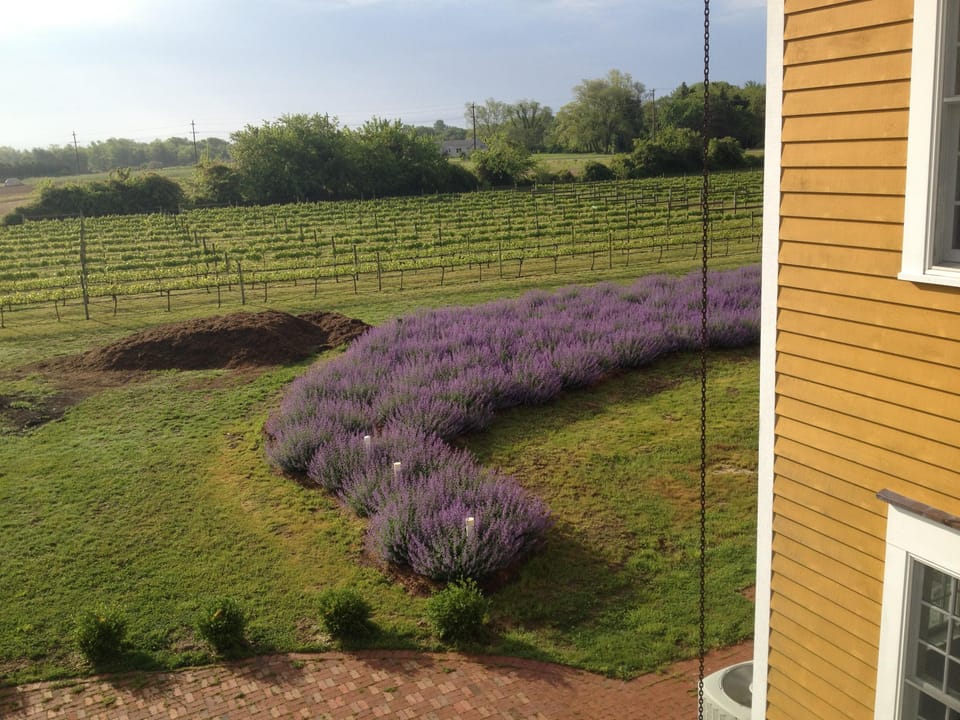 view of vineyards over catmint swaths
