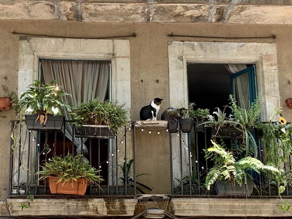 Cats on a balcony on the Passeig del Born looking down on the street fair below.