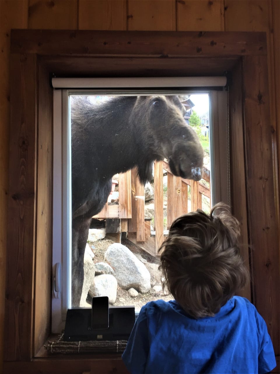 Moose saying hello outside dining area!