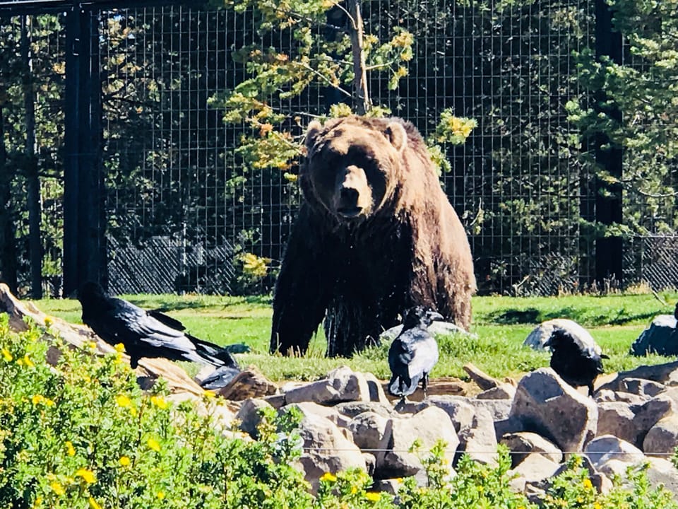 Grizzly & Wolf Discovery Center - West Yellowstone