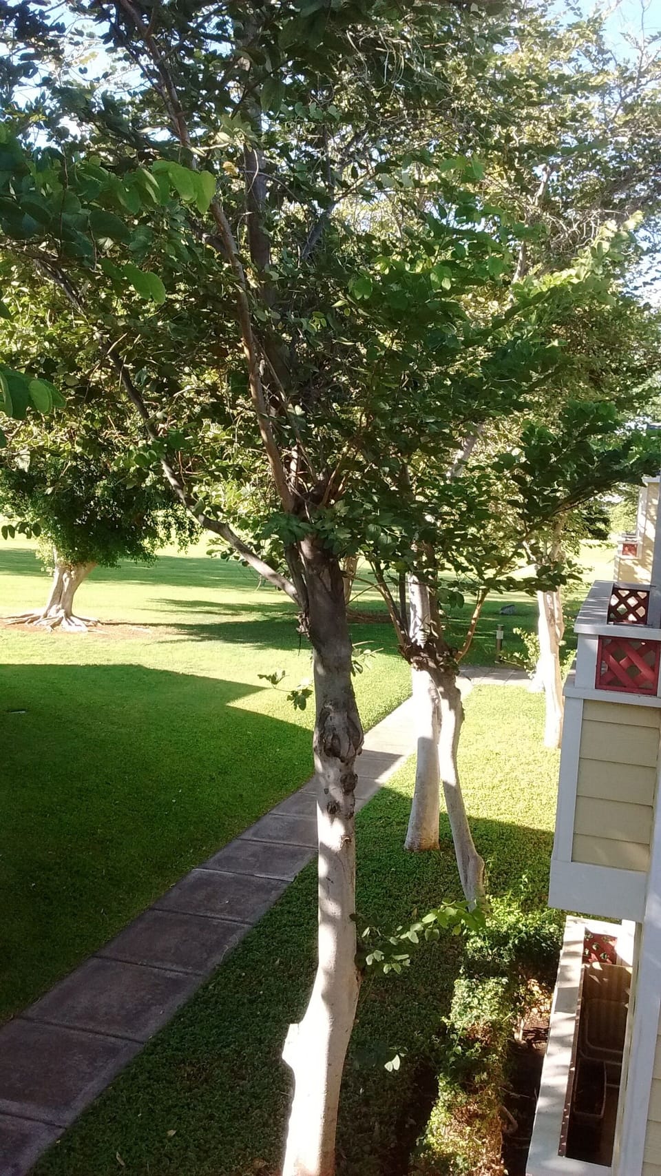 Looking out to golf course