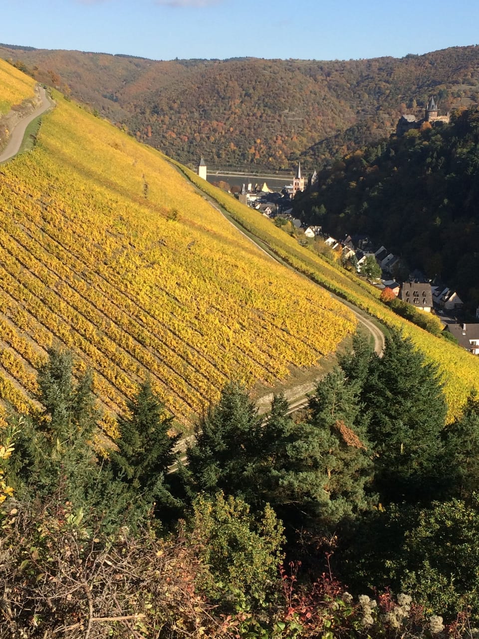 Vineyard