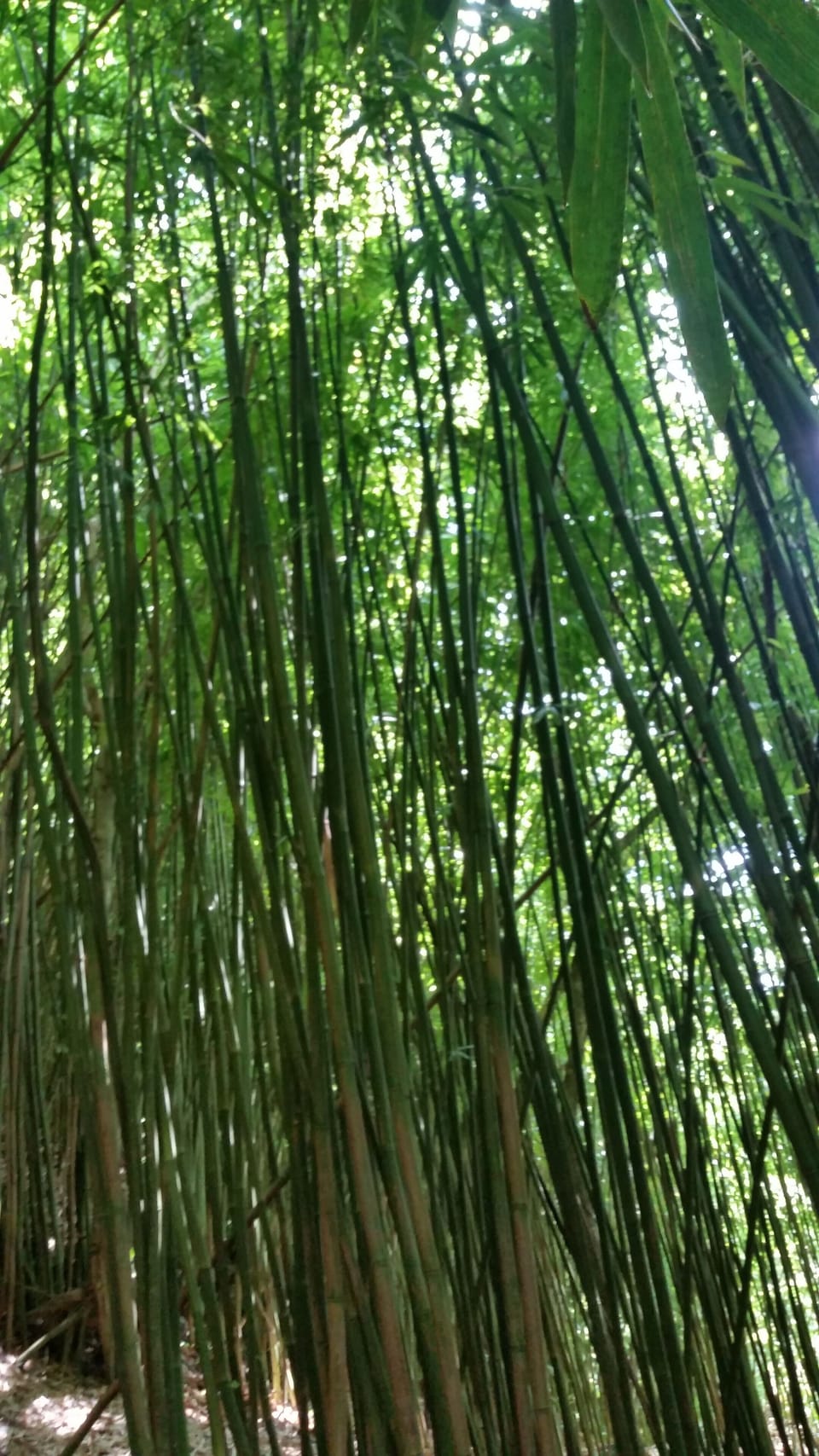 In the bamboo forest, everything is so green!