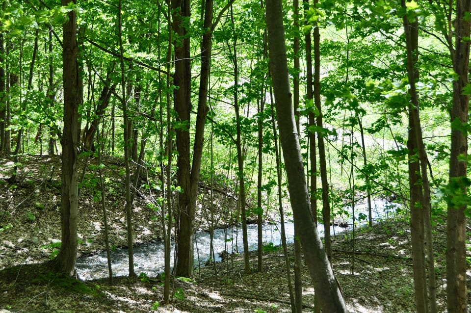 Brook that runs along the Bella property