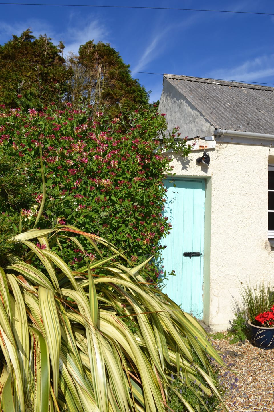 Honeysuckle outside Fir Tree Cottage