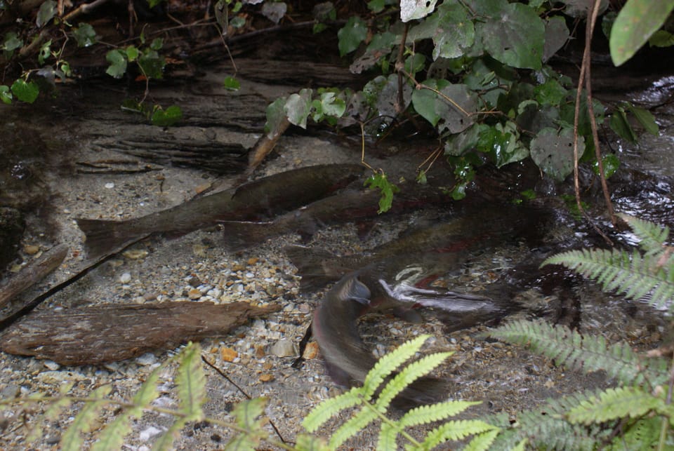 Trout spawning in the small stream opposite house.