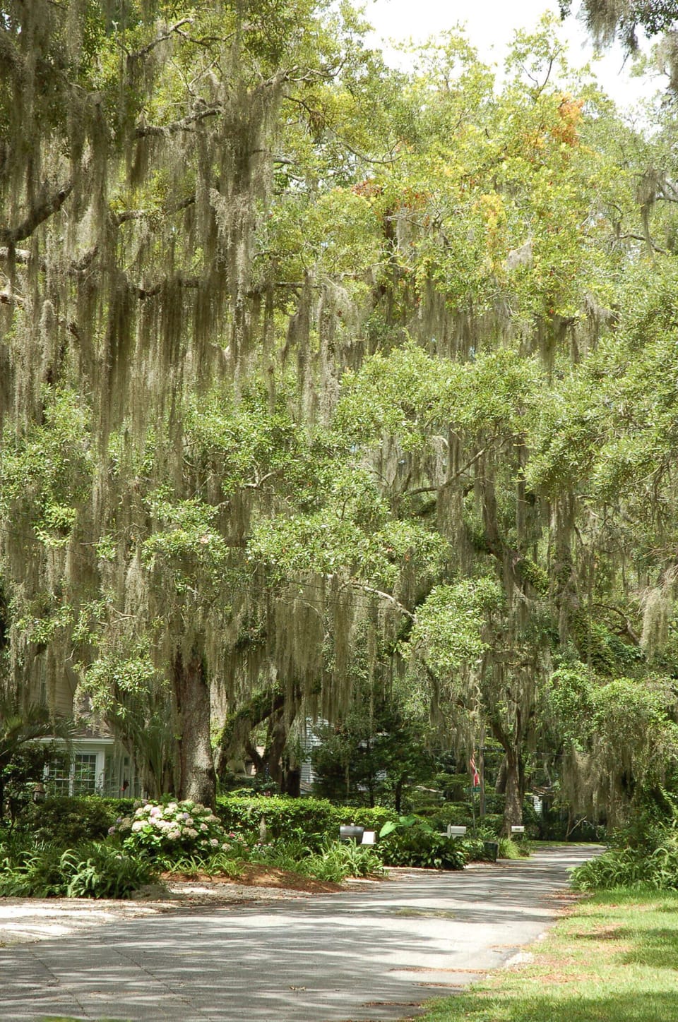 Moss covered oaks add to the charm of Saint Simons Island.