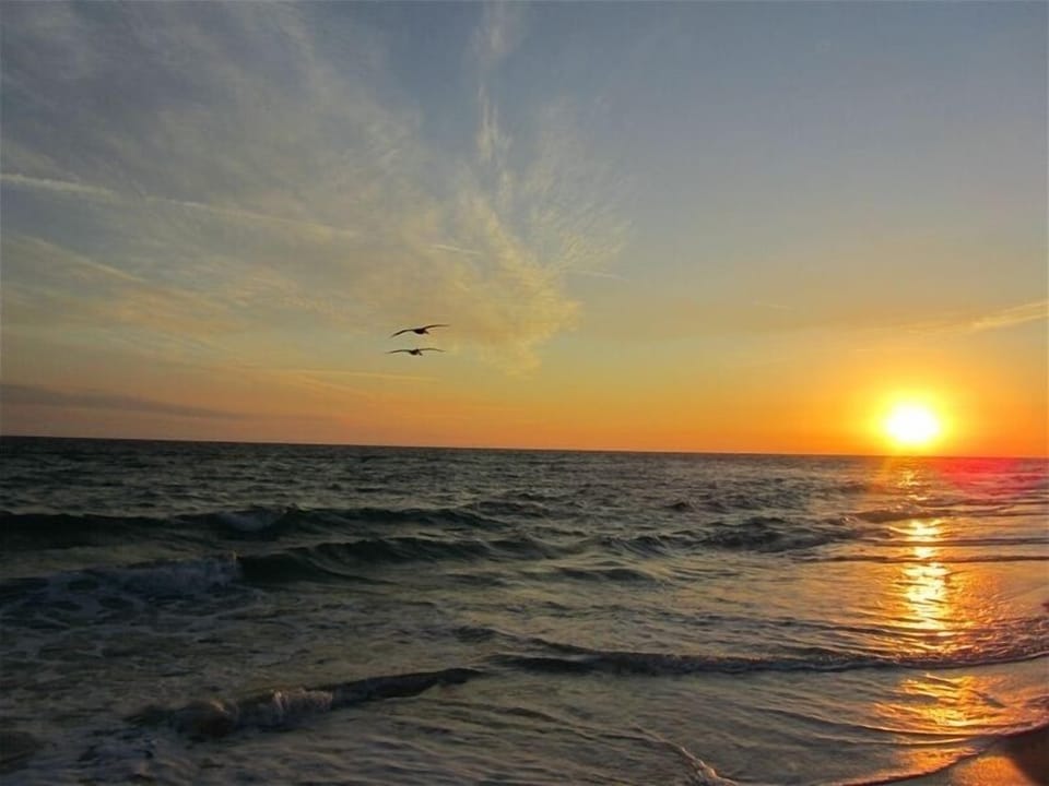 Soaring Pelicans at sunset