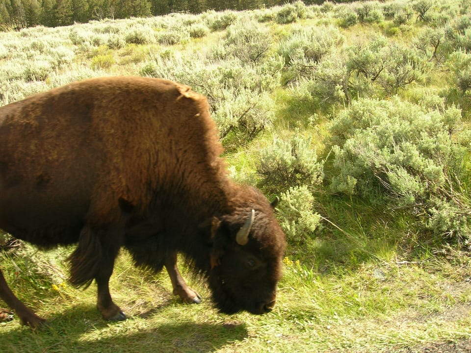 Bison in Yellowstone