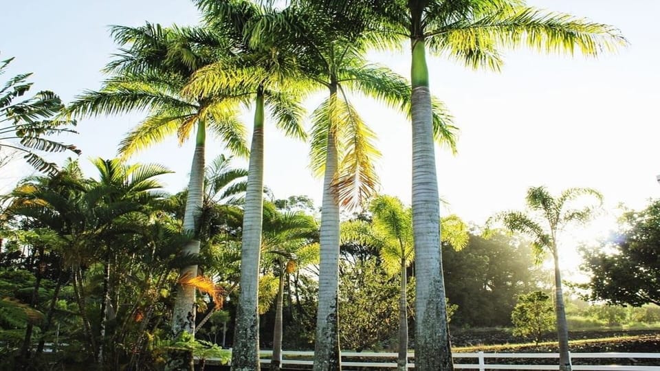 Delight & Unwind in our 1 acre of beautiful and manicured Tropical Garden. 