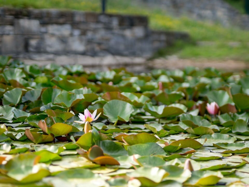 Flower, Plant, Water, Leaf, Petal, Terrestrial Plant, Natural Landscape