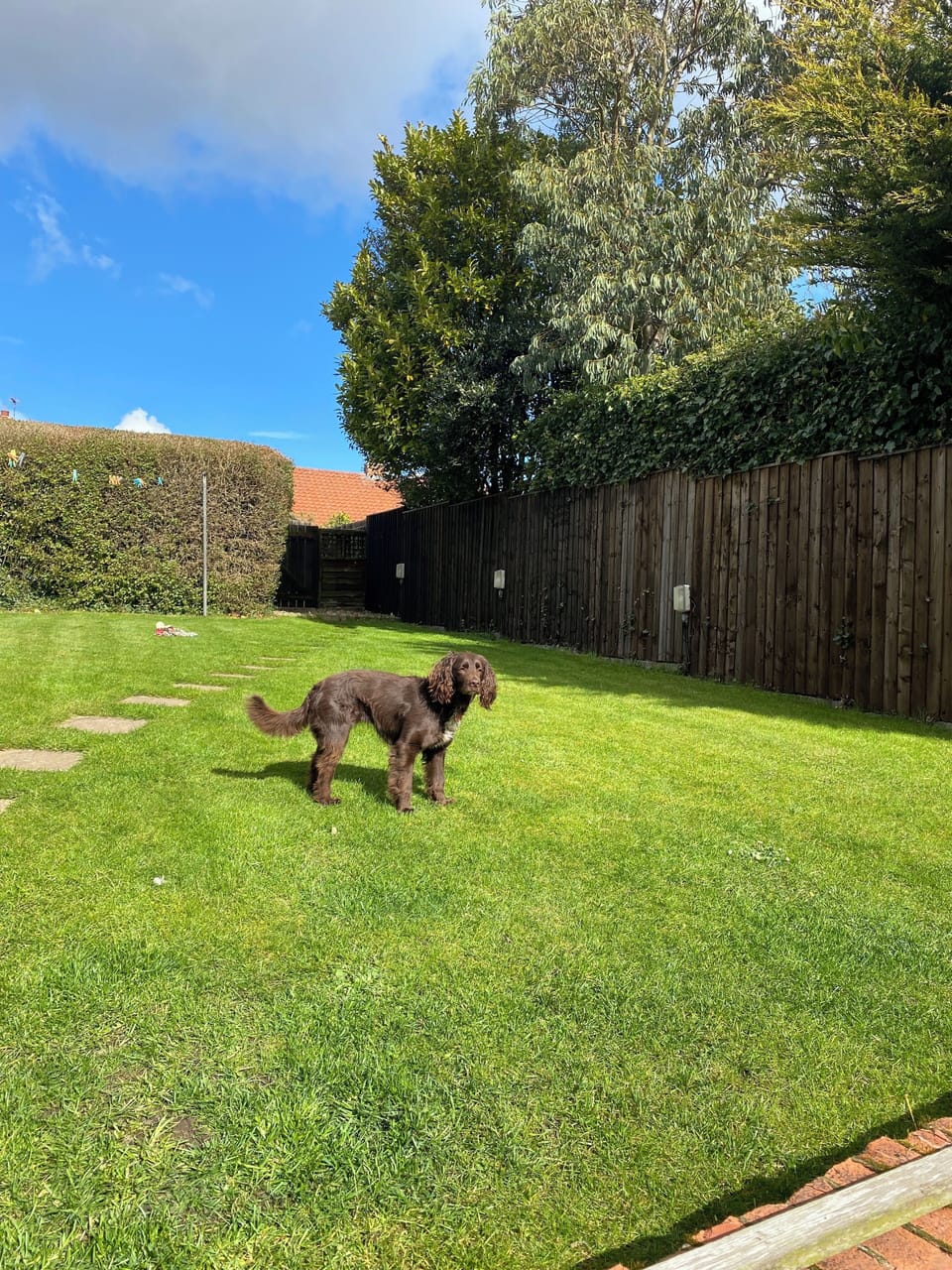 Dog friendly back garden