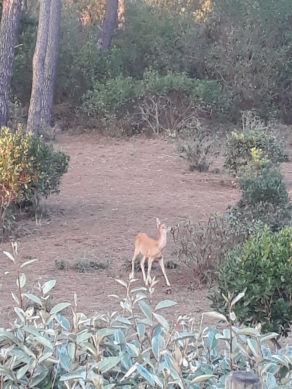 Frequent deer sightings in the forest