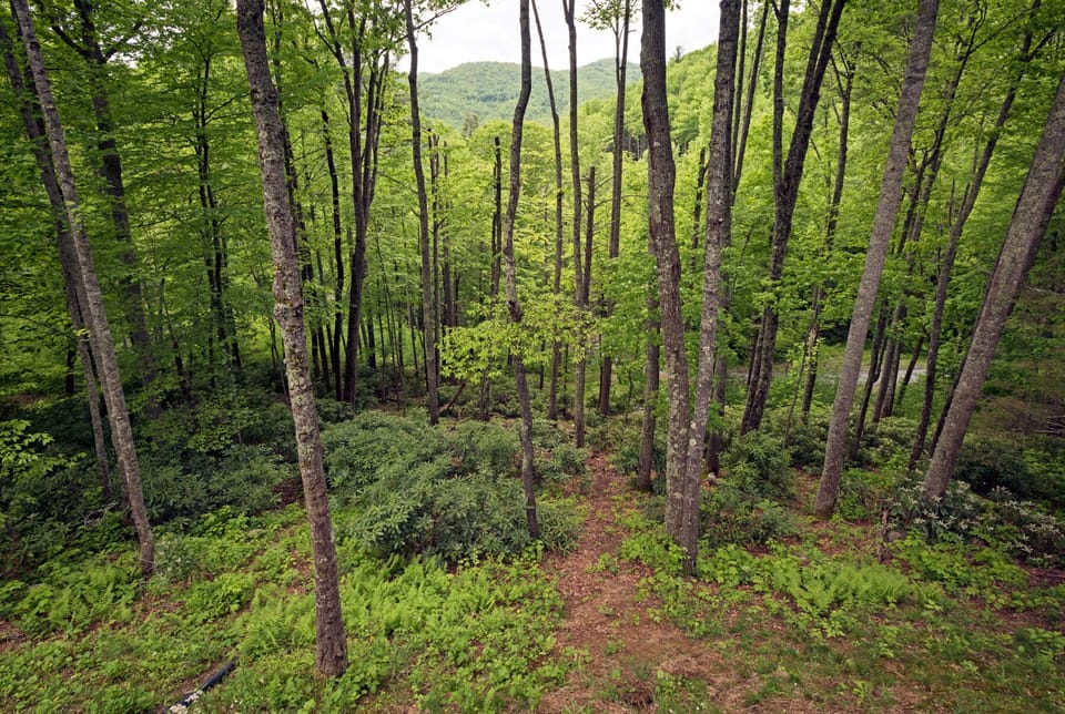 View of rhododendrons and trails behind cabin