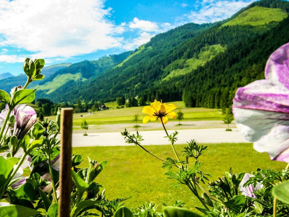 Natural Landscape, Nature, Green, Flower, Natural Environment, Vegetation, Meadow, Plant, Wilderness, Grass