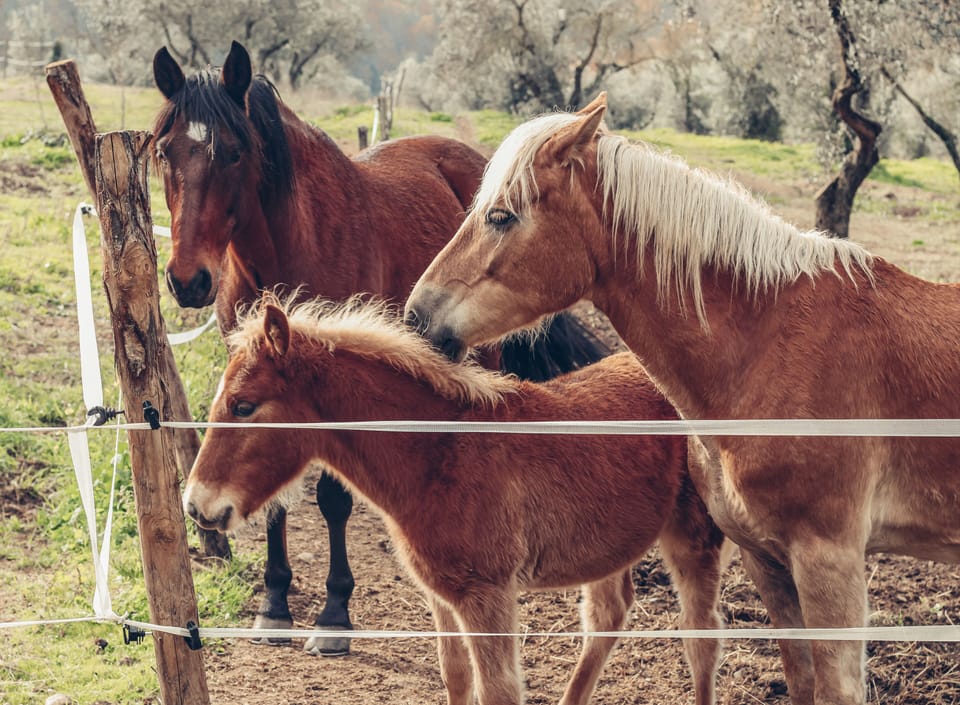 Horseback riding