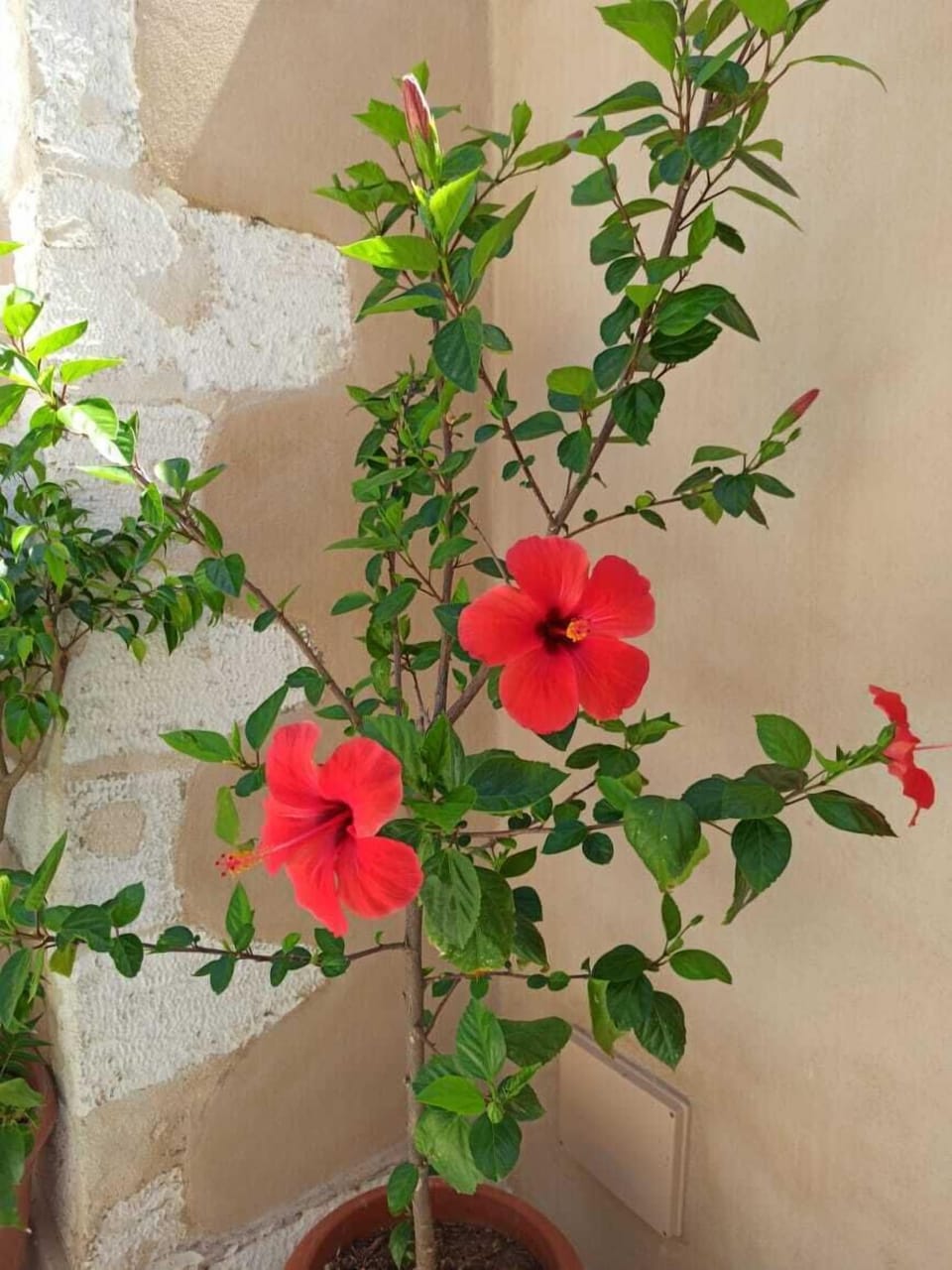 Superior Double Room, Sea View | Terrace/patio