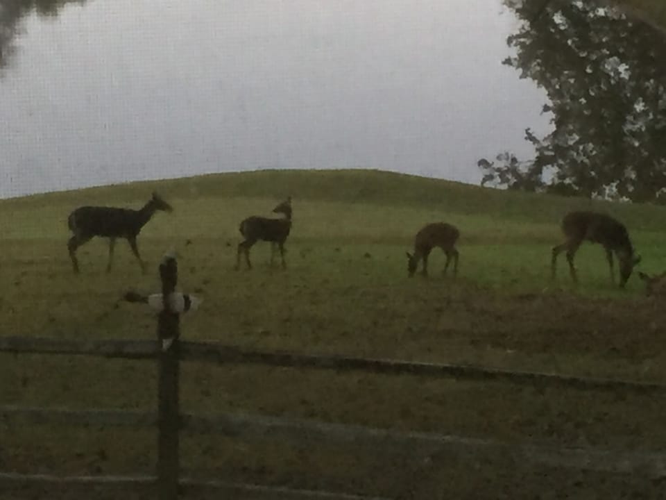Deer friends