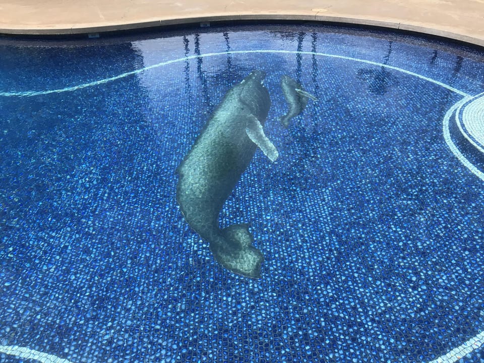 Swim with whale in the pool