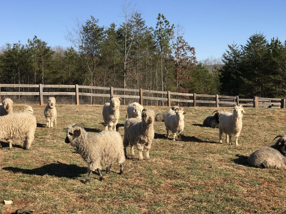 Angora Goats in the pasture