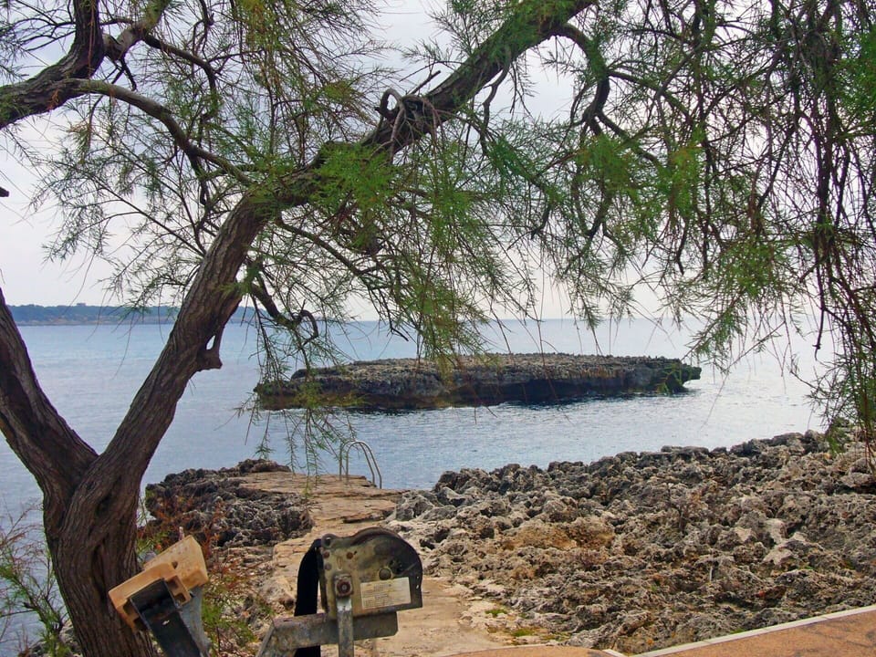 Tree, Water, Shore, Coast, Woody Plant, Rock, Plant, Branch, Sea, Bay